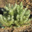 Athanasia pinnata
