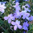 Barleria obtusa 