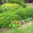 Barleria obtusa 