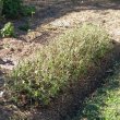 Barleria obtusa 