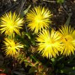 Bergeranthus multiceps