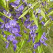 Bolusanthus speciosus flower cl