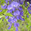 Bolusanthus speciosus flower close