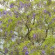 Bolusanthus speciosus flower mass