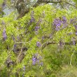 Bolusanthus speciosus foliage
