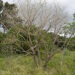 Bolusanthus speciosus leafless