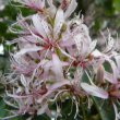 Calodendrum capense flower