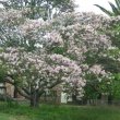 Calodendrum capense form