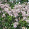 Calodendrum capense fl mass