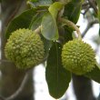 Calodendrum capense