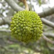 Calodendrum capense fruit