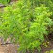 Calpurnea aurea 