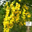 Calpurnea aurea