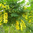 Calpurnea aurea