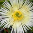 Carpobrotus edulis caterpillar