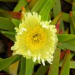 Carpobrotus edulis flower open