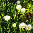 Carpobrotus edulis flowers