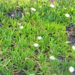 Carpobrotus edulis foliage