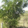 Catunaregum taylorii form