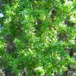 Catunaregum taylorii foliage