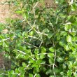 Catunaregum taylorii thorns