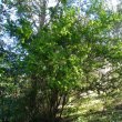 Catunaregum taylorii form