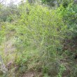 Coddia rudis