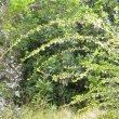 Coddia rudis branches