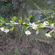 Coddia rudis fruit