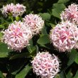 Dais continifolia flower