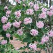 Dais continifolia flowers
