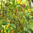 Dais continifolia new growth