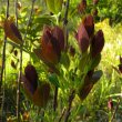 Dais continifolia new leaves