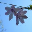 Dierama flowers