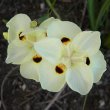 Dietes bicolor