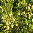 Diospyros dichrophylla