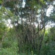 Diospyros dichrophylla