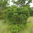 Diospyros dichrophylla