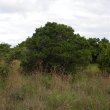 Diospyros dichrophylla