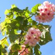 Dombeya burgessiae
