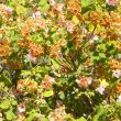 Dombeya burgessiae
