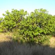 Dombeya burgessiae