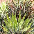 It is easy to see why Haworthia fasciata is called the zebra haworthia. Haworthia fasciata