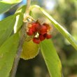Kiggelaria africana