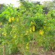 Calpurnea aurea