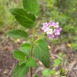 Lantana rugosa flowers