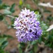 Ehretia rigida flower