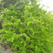 Ehretia rigida form