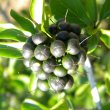 Ehretia rigida ripe fruit