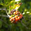 Ehretia rigida unripe fruit